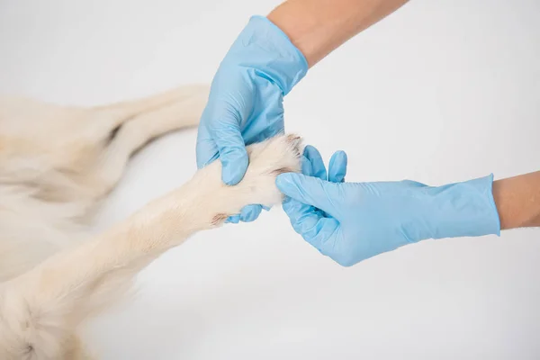 Medisch onderzoek van een witte hond met handen in handschoenen op witte achtergrond — Stockfoto