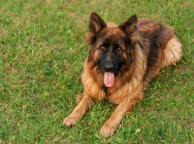 Açık havada açık havada Sonbahar zaman Alman kurdu evde beslenen hayvan