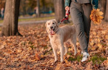 Altın geri almak zevk doğa sonbahar Park