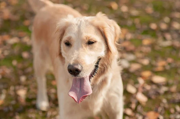 Golden retriever husdjur utomhus i höstens tid — Stockfoto