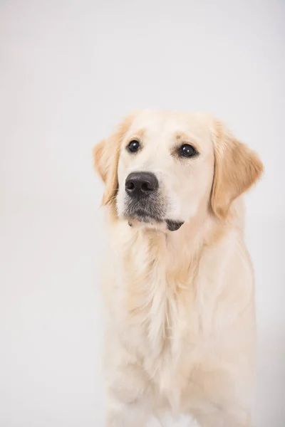 De hond gouden retriever is op zoek in camera over wit — Stockfoto