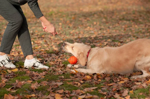 Jeune femme jouant avec son chien au parc — Photo