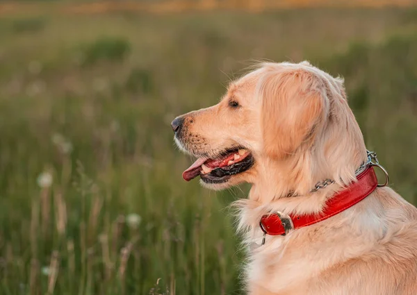 Golden Retriever Hond Met Een Krullende Vrouw Die Buiten Loopt — Stockfoto