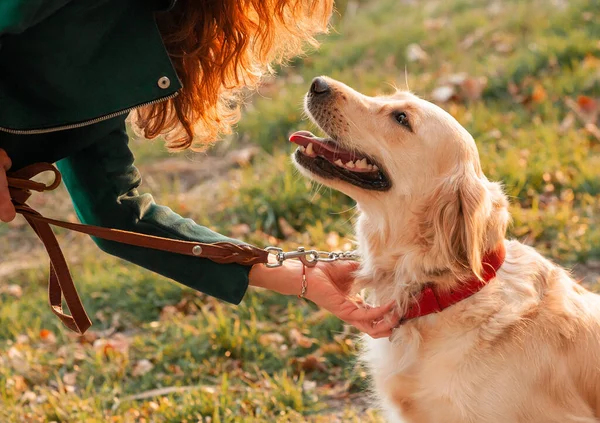 Zlatý Retrívrský Pes Kudrnatou Ženou Kráčející Venku Slunečného Dne Cvičí — Stock fotografie