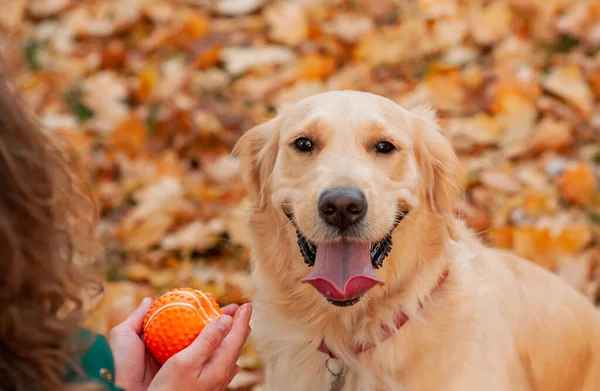 秋天背景下的白色猎犬的滑稽肖像 秋黄叶上的狗 — 图库照片
