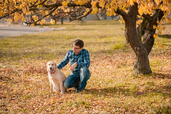 Hezký trénink psa na žlutém listí pozadí. — Stock fotografie