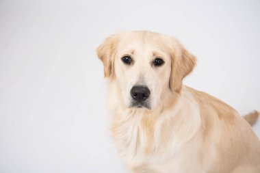 Golden Retriever köpeği beyazın üzerinden kameraya bakıyor.