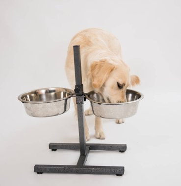 Golden Retriever köpeği beyazı metal tabaktan yer.