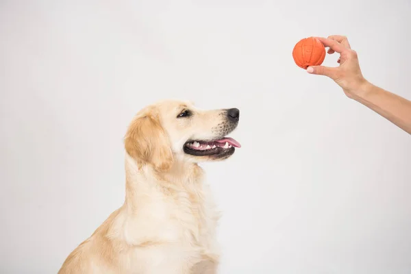 幸せと笑顔ゴールデン取得純血犬敷設上の犬ベッド上の白とともにボールおもちゃ — ストック写真