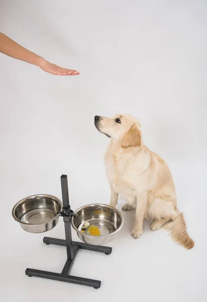 犬の黄金のレトリバーは白い上に持久力を訓練している 黄金の取得白の上に金属板から肉を食べる — ストック写真