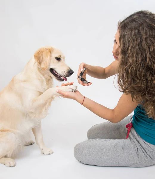The dog golden retriever making manicure and pedicure grooming