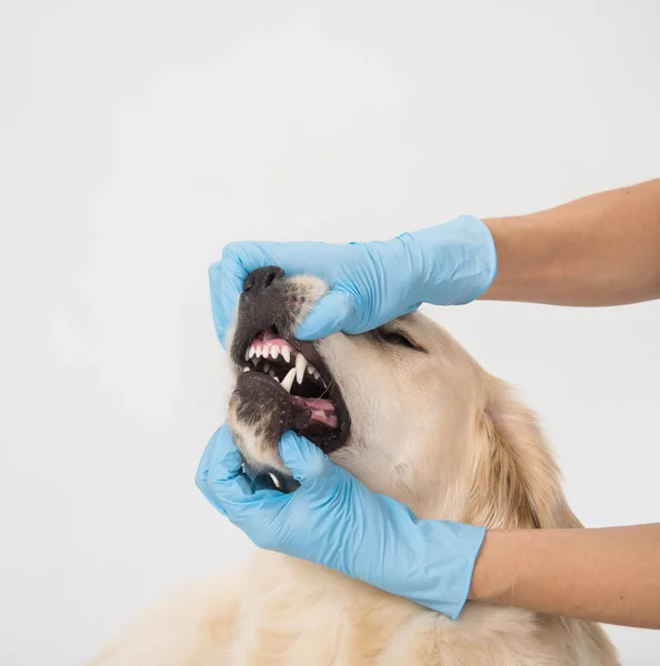 Las manos de los doctores comprueban los dientes del perro golden retriever. — Foto de Stock