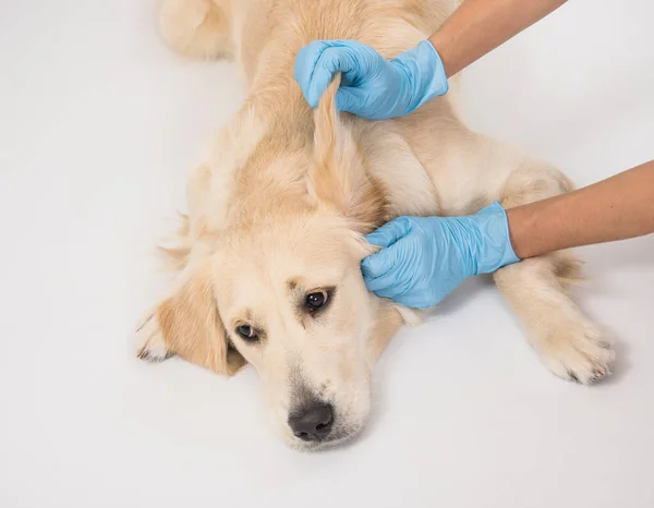 De handen van de artsen controleren de tanden van de golden retriever hond. — Stockfoto