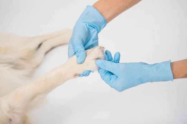 De handen van de artsen controleren de tanden van de golden retriever hond. — Stockfoto