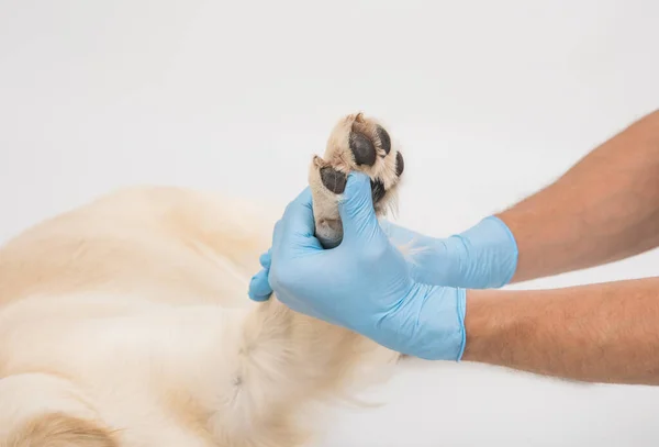 De handen van de artsen controleren de tanden van de golden retriever hond. — Stockfoto