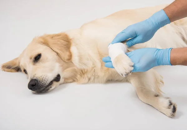 Köpek bir veterinerde muayene için masanın üzerinde yatıyor.