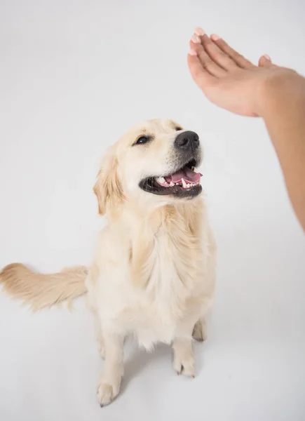 犬の黄金の取得は、白以上の持久力を訓練している. — ストック写真