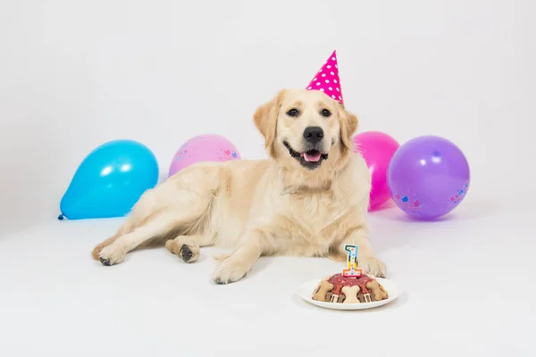 Doğum günü şapkası ve etli pastasıyla gülen Golden Retriever yavru köpeği. Beyaz arkaplanda izole