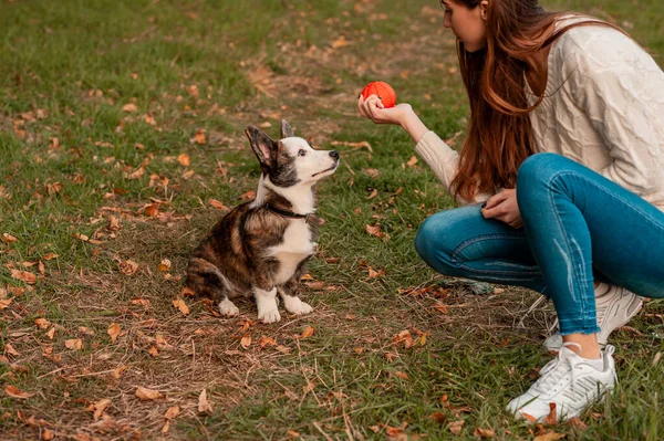 Walijski Pies Corgi Bawiący Się Kobietą Spacerującą Słoneczny Dzień Świeżym — Zdjęcie stockowe