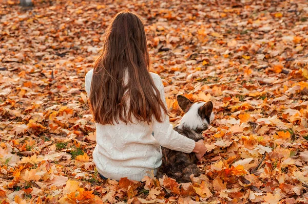 Gros Portrait Chien Gallois Corgi Regardant Caméra Arrière Plan Automne — Photo