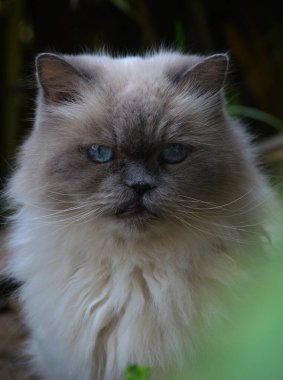 Beyaz kedi büyük mavi gözleriyle doğrudan kameraya bakıyor.