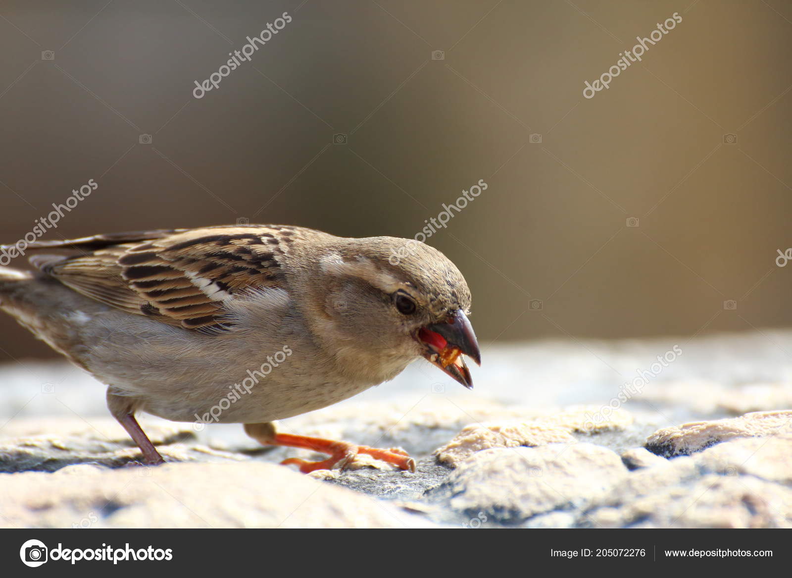 Petit Oiseau Mange Quelques Graines Trouvées Sur Mur