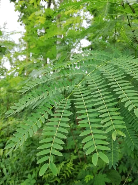 Hoja Verde Árbol Bosque — Foto de Stock