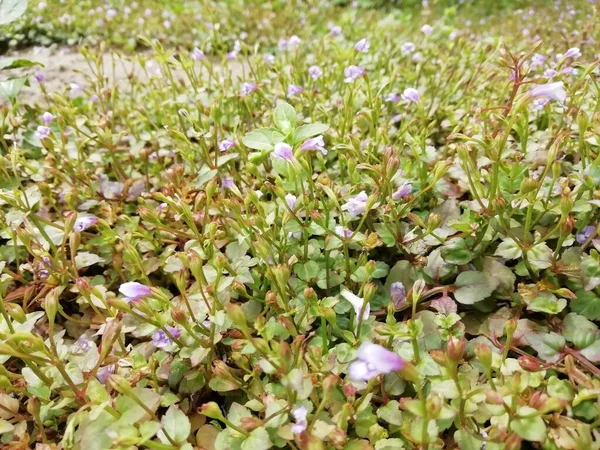 Mor küçük çiçek bahçesi 