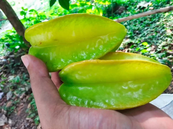 Frische Grüne Sternfrüchte Der Hand Gerade Vom Baum Gepflückt — Stockfoto