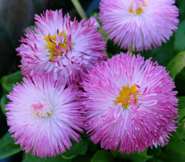 Baharda beyaz ve mor çiçekler.