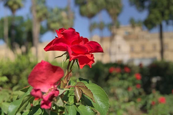 Rosas Vermelhas Belo Parque Sevilha Espanha — Fotografia de Stock