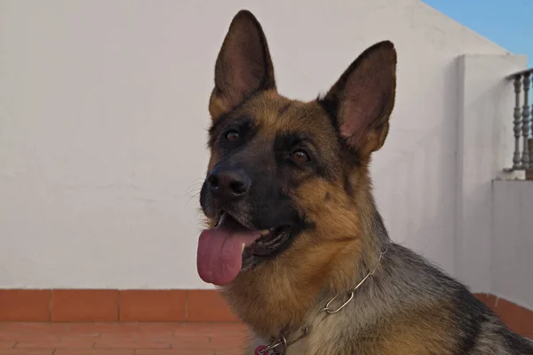 Alman Çoban Köpeği Kameraya Bakıyor — Stok fotoğraf