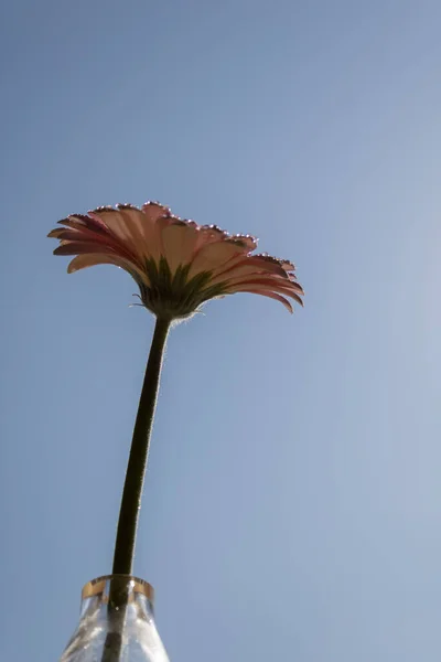 Pembe taze Gerbera çiçeği Sabah güneşinde mavi gökyüzüne karşı
