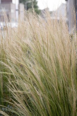 Yabani yeşil ve sarı otların bulanık arkaplanı