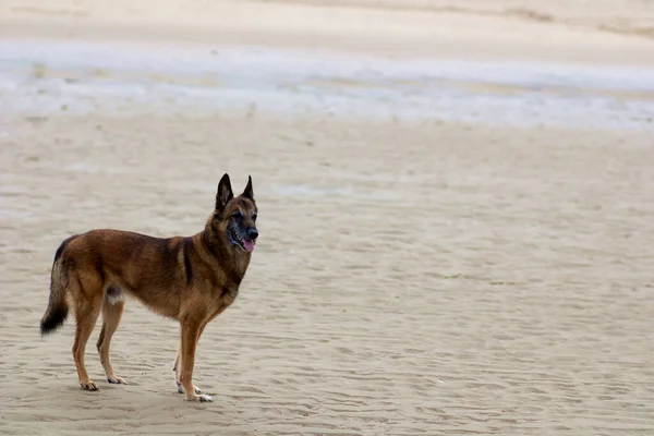 Belçika Çoban Köpeği ıssız bir sabah kumlu sahilinde