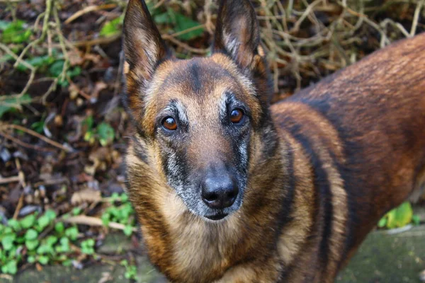Yeşil kahverengi arka planda Belçika çoban köpeği, yakın plan.
