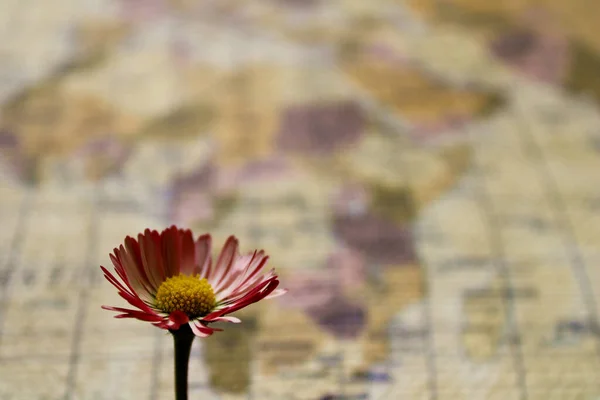 Ніжна Червона Квітка Розмитому Тлі Географічної Карти Макрозйомка — стокове фото