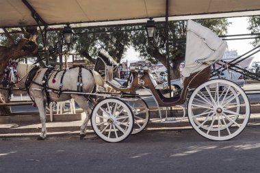 İskelede yürüyen beyaz bir arabayla koşumlu beyaz at.