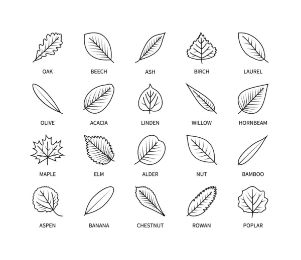 Feuilles Utiles Icônes Linéaires Ensemble Vectoriel Analyse Végétalien Éléments Conception — Image vectorielle