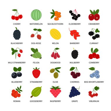 Böğürtlenler renkli vektör simgeleri ayarlandı. İş analizi, tasarım unsurları böğürtlen, ikon taze sağlıklı ürünler, sebzeler, meyveler, gıda vejetaryeni. Web siteleri için izole edilmiş dut koleksiyonu.