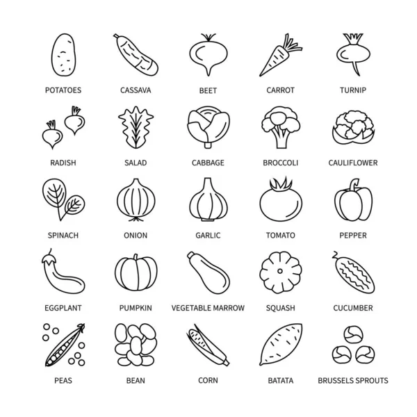 Vegetales Veganos Iconos Lineales Conjunto Vectores Análisis Negocios Elementos Diseño — Vector de stock