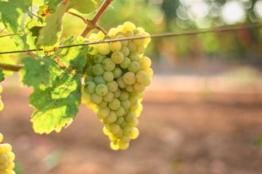 Sarmaşıkta bir demet yeşil üzüm. Açık hava kır manzarası. Hasat mevsimi konsepti. Kopyalama alanı ile yakın çekim