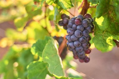 Sarmaşıkta bir demet kırmızı üzüm. Olgun mor demet. Açık hava hasat mevsimi konsepti. Kopyalama alanı ile yakın çekim