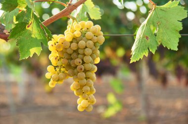 Sarmaşıkta bir demet yeşil üzüm. Açık hava kır manzarası. Hasat mevsimi konsepti. Kopyalama alanı ile yakın çekim