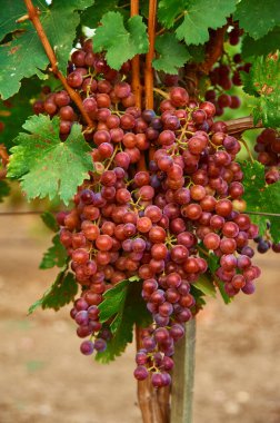 Sarmaşıkta bir demet olgun kırmızı üzüm. Açık hava kır manzarası. Hasat mevsimi konsepti. dikey