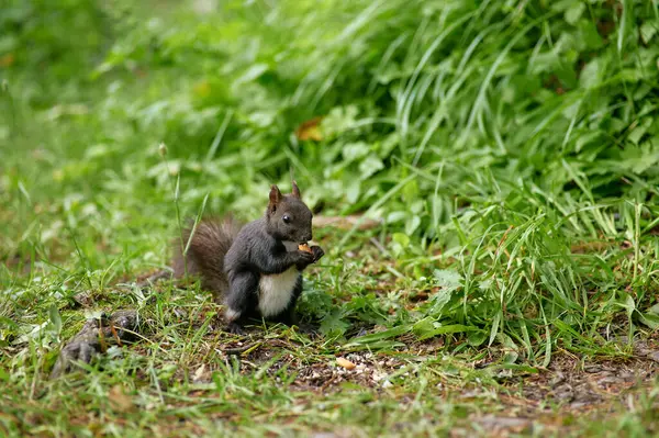 Black Squirrel White Abdomen Eats Nut Green Glade Close Shot — 图库照片