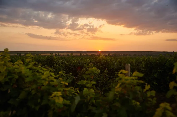 vineyard sunset landscape. Grape agriculture background with yellow sky and dramatic clouds. country outdoor scenery. Travel background