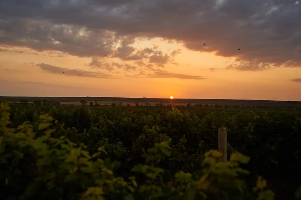 Vinhedo Pôr Sol Paisagem Fundo Agricultura Uva Com Céu Amarelo — Fotografia de Stock