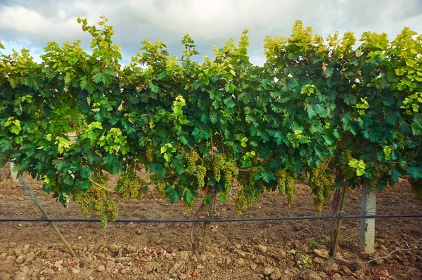 Wijnstok Met Rijpe Witte Druivenbos Wijngaard Druivenstruik Grond Kopieerruimte — Stockfoto