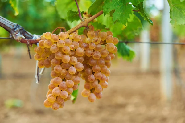 Sarmaşıkta bir demet pembe üzüm. Açık hava kır manzarası. Hasat mevsimi konsepti. Kopyalama alanı ile yakın çekim